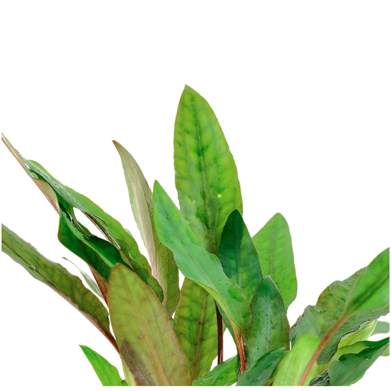 Cryptocoryne beckettii 'Petchii' Nr.7 potte