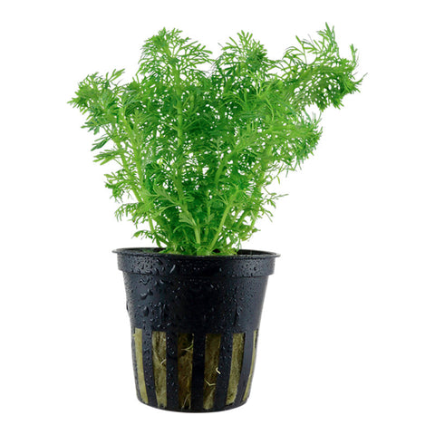 Limnophila sessiliflora Nr.6potte
