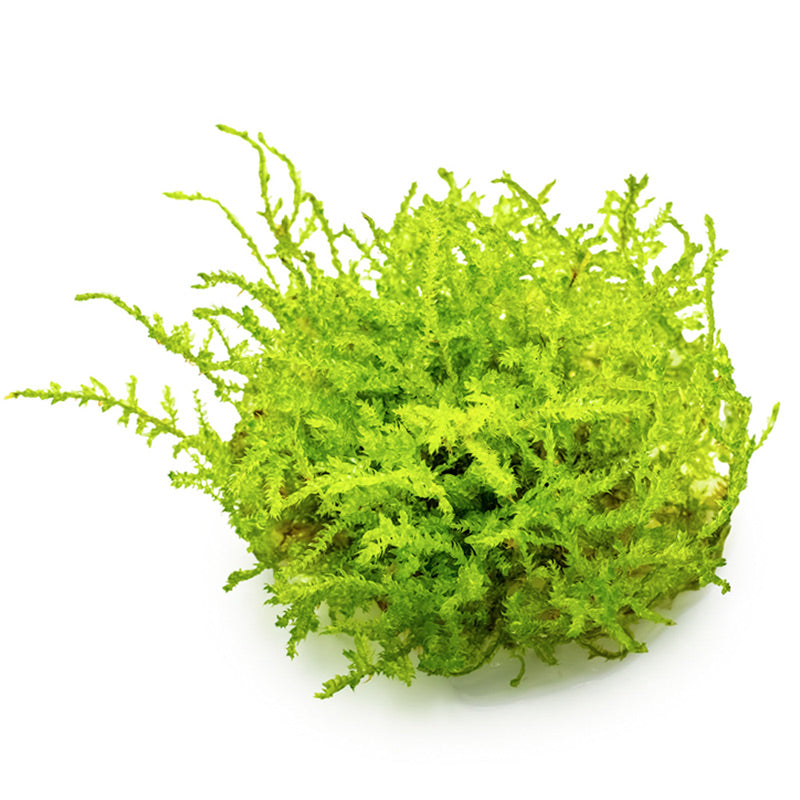 Vesicularia dubyana "Christmas Moss" Nr.8 1-2-Grow