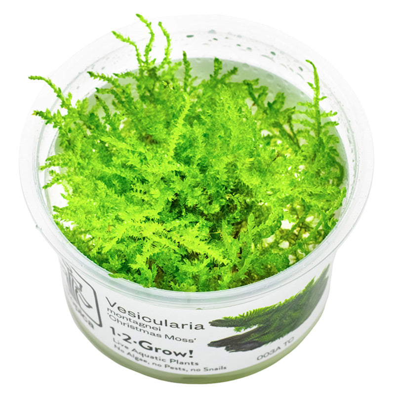Vesicularia dubyana "Christmas Moss" Nr.8 1-2-Grow