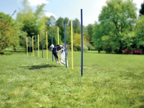 Agility slalom pinde 12 stk blå/gul