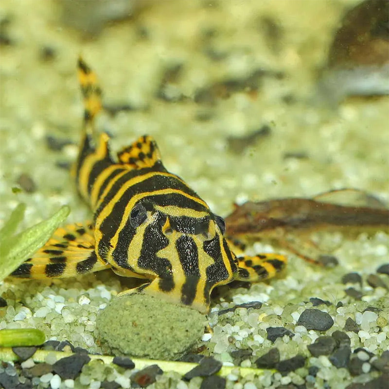 Pronovo Pleco skægfisk tabl. M 250 ml