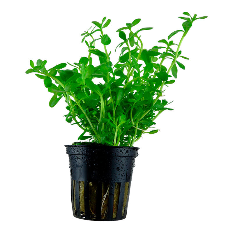 Bacopa monnieri 'Compact' Nr.6 ca. 30 cm