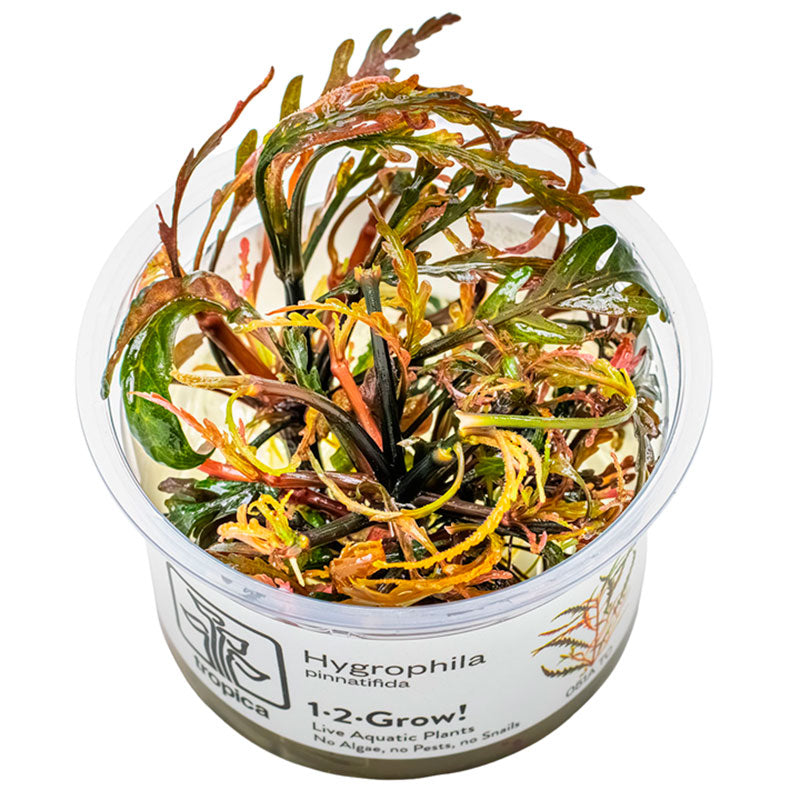 Hygrophila pinnatifida Nr.8 1-2-Grow! ca. 15-30 cm