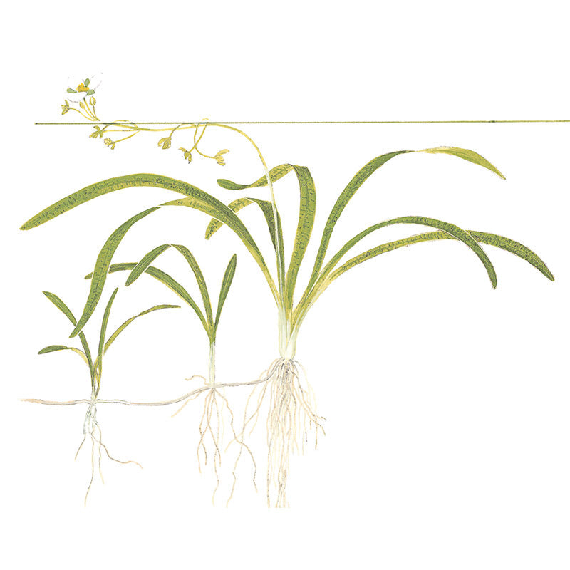 Sagittaria subulata Nr.7 ca. 5-30 cm