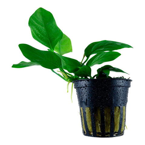 Anubias barteri var. Nana Nr.8 ca. 5-15 cm