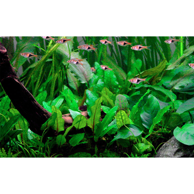 Cryptocoryne wendtii 'Green' Nr.7 ca. 5-10 cm potte